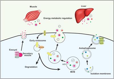 Degradative and Non-Degradative Roles of Autophagy Proteins in Metabolism and Metabolic Diseases